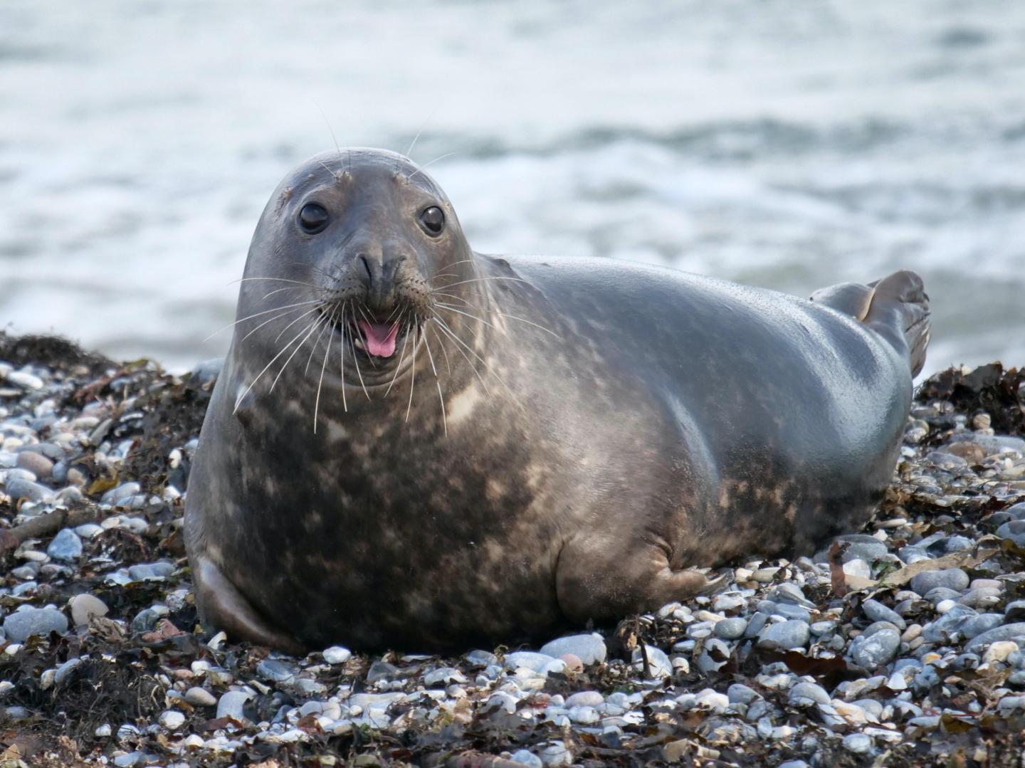 lost seal; Shoebert; Beverly; Massachusetts