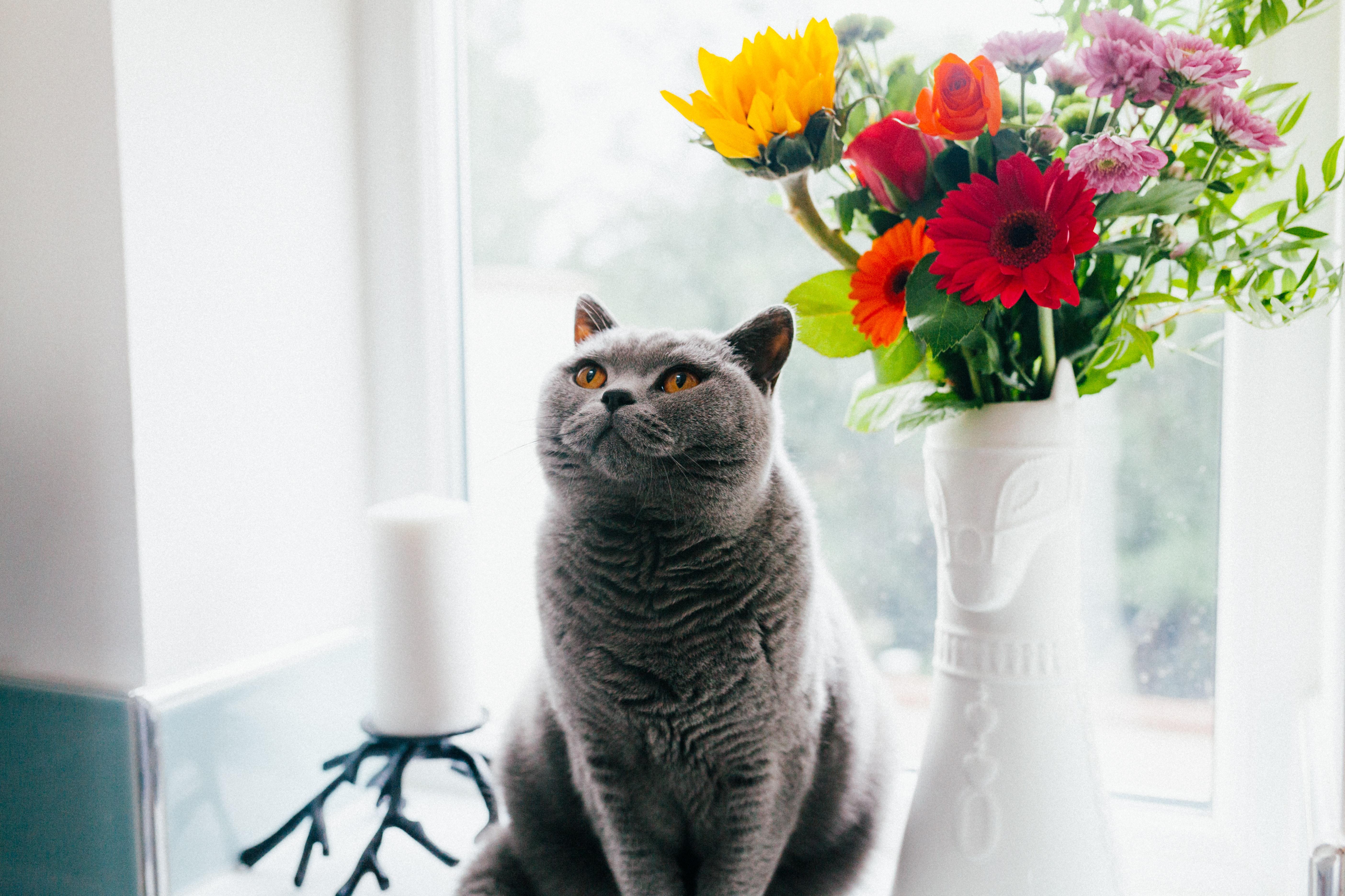 Watch: Missing cat returns home and literally rings the doorbell asking ...