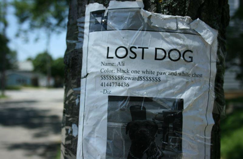 lost dogs, erica hart, drones