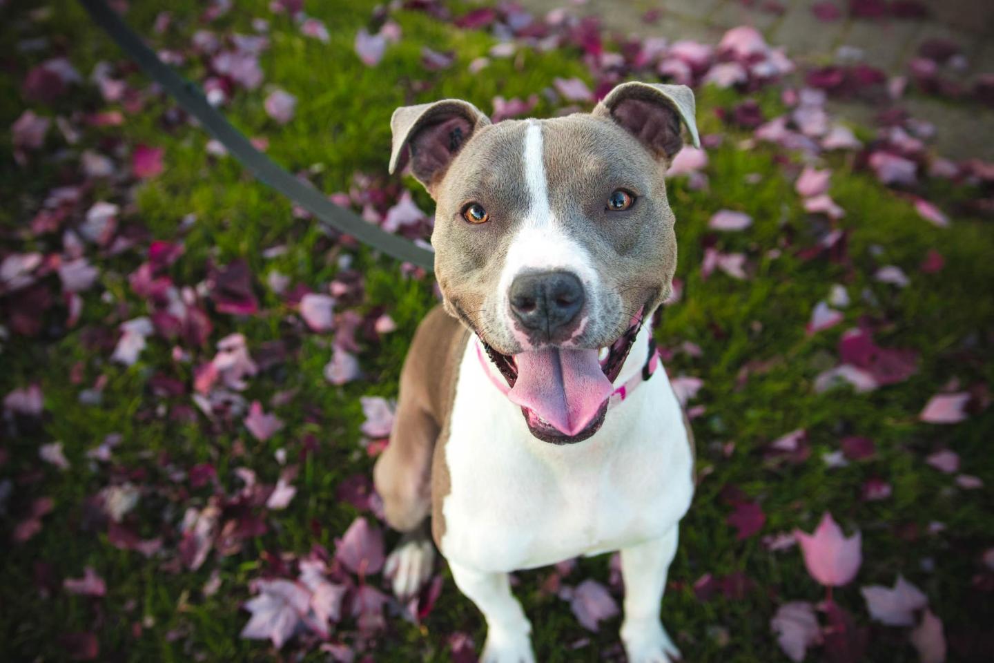 pit bull; pit bull awareness; misunderstood breed