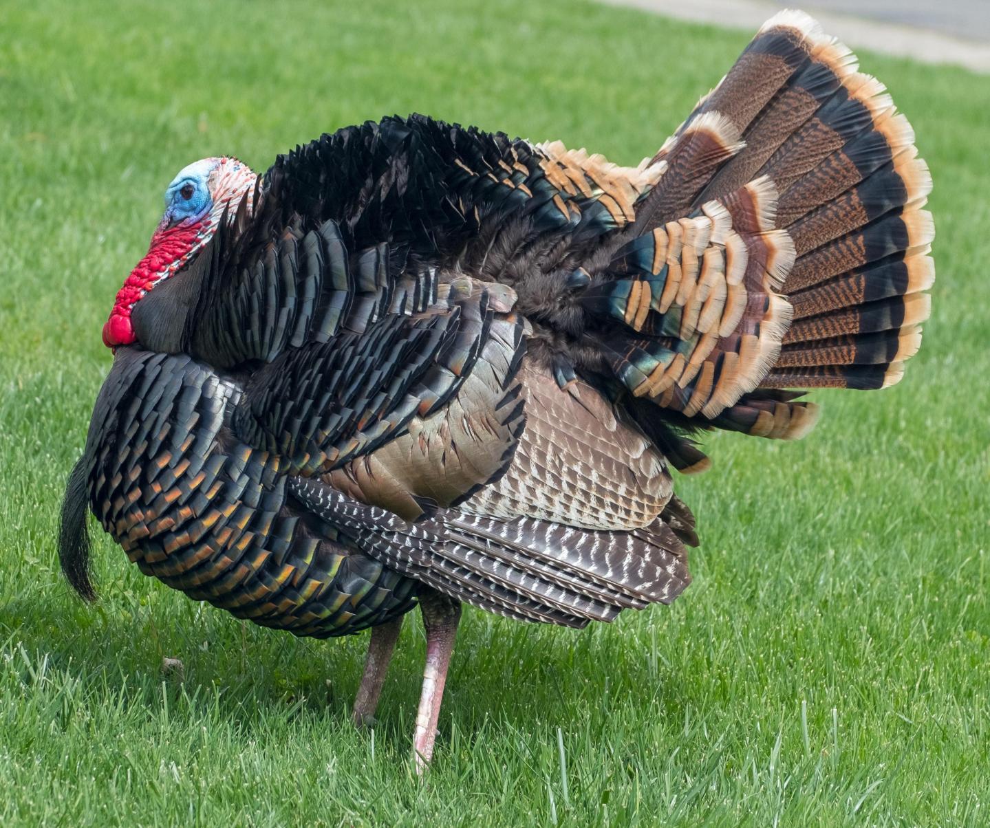 turkey; turkey cuddling; California; The Gentle Barn