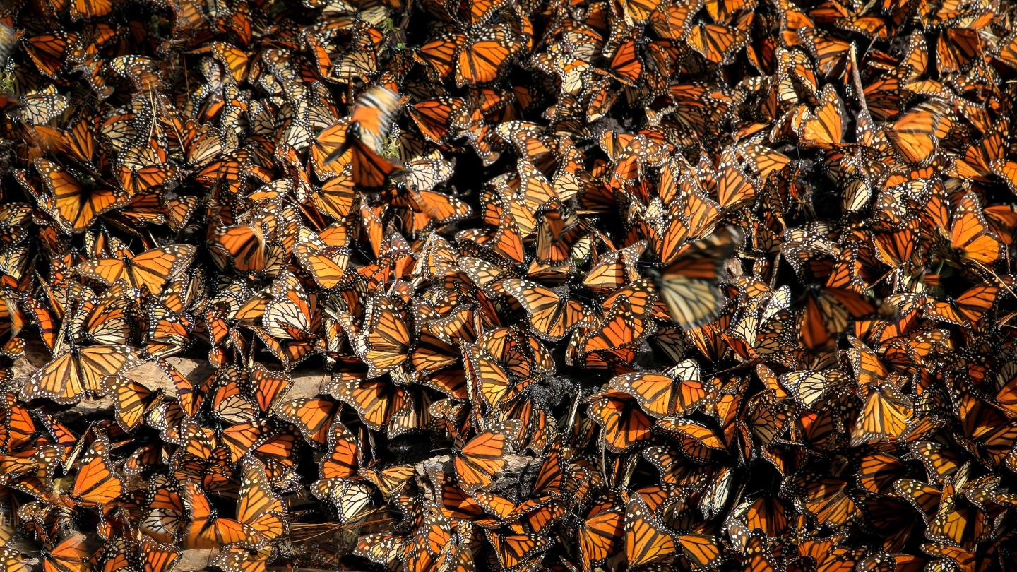 monarchs back in CA