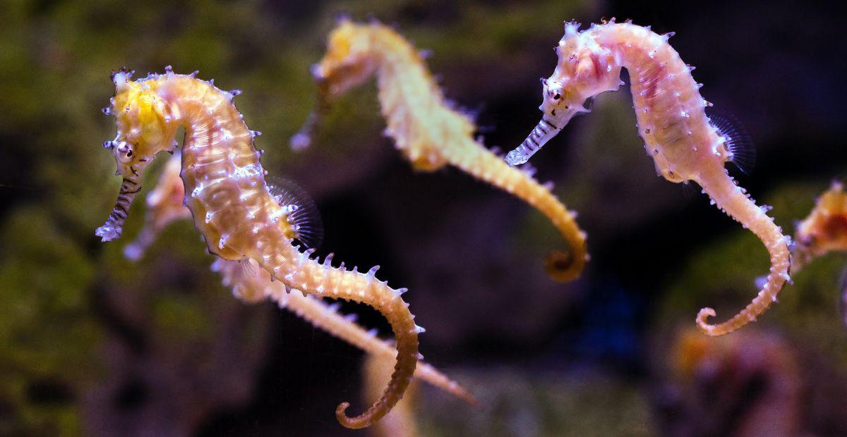 seahorse