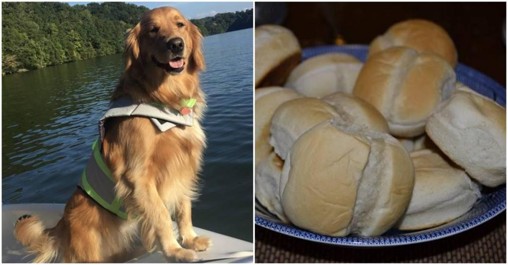 dog poisoning, pet poison helpline, golden retrievers