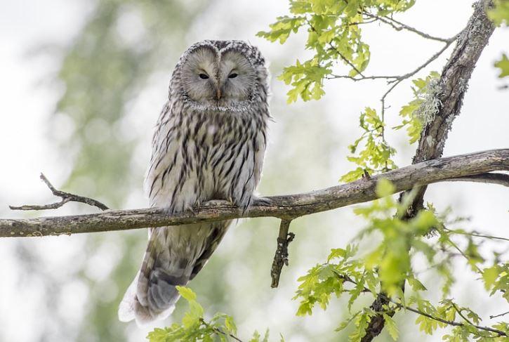 owl, oak bay, owl break-in