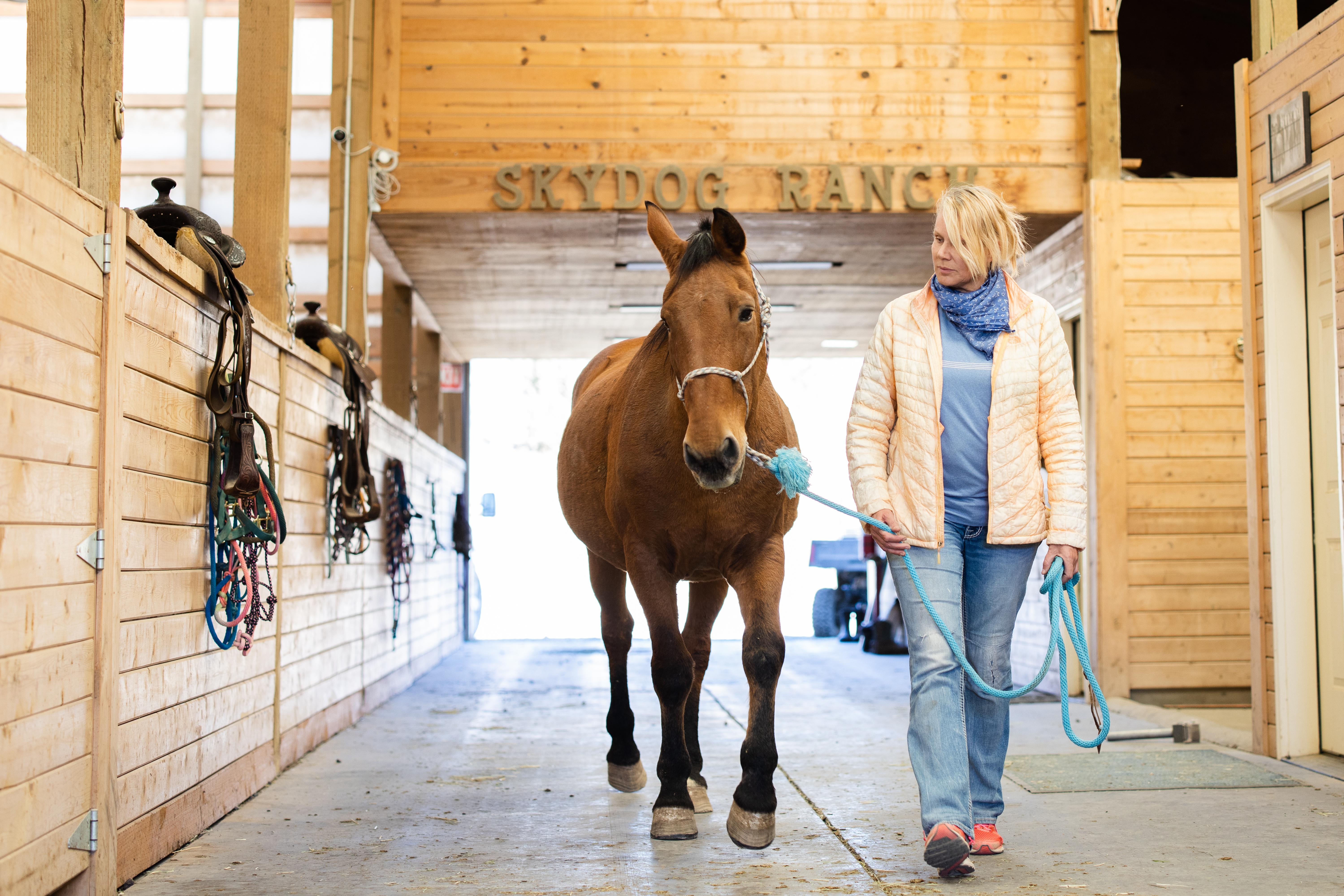 horse, ranch, barn, Skydog Sanctuary, Facebook