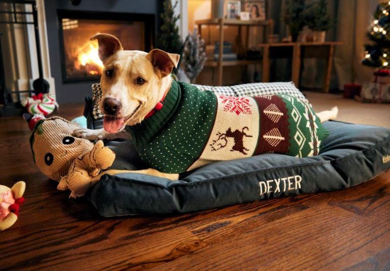 chewy, chewy claus, dog toys