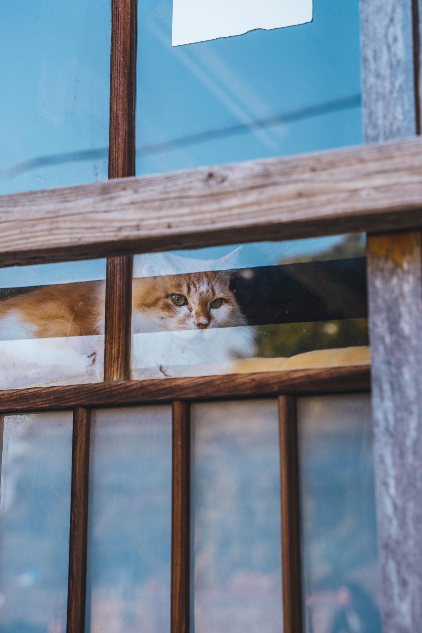 Cat; no pets; funny video; cat video; pet policy