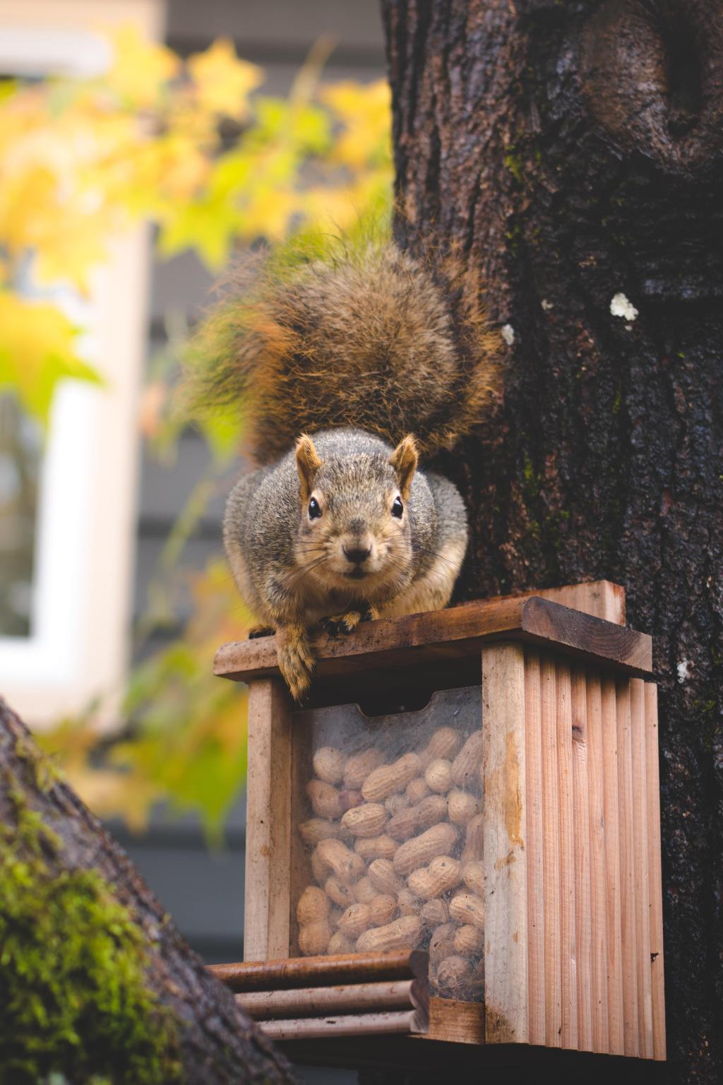 burglar; squirrel; pet squirrel; Idaho
