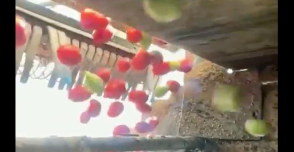 tomato sorting machine