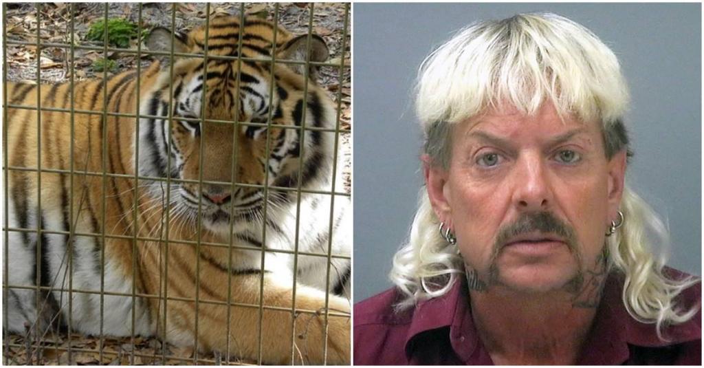 tiger king, big cat safety, carole baskin
