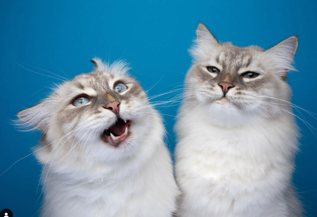 best cat breeds, cat photography