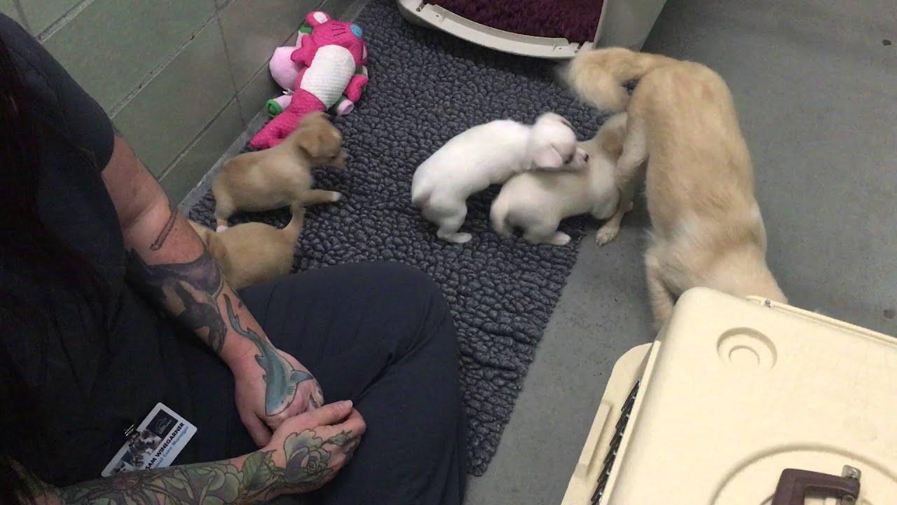 Humane Society; animal rescue; puppies; puppy video; rescued dog
