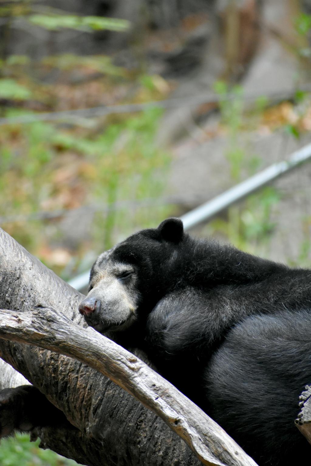 bear; family; Connecticut; bear hibernation