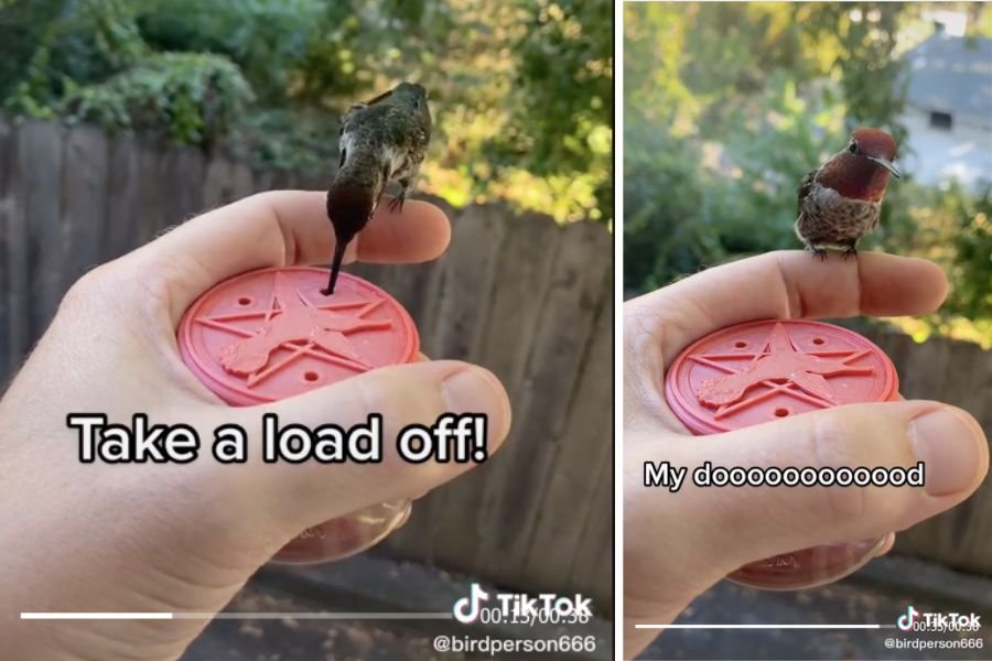 hummingbird feeder, hector hummingbird, hummingbirds