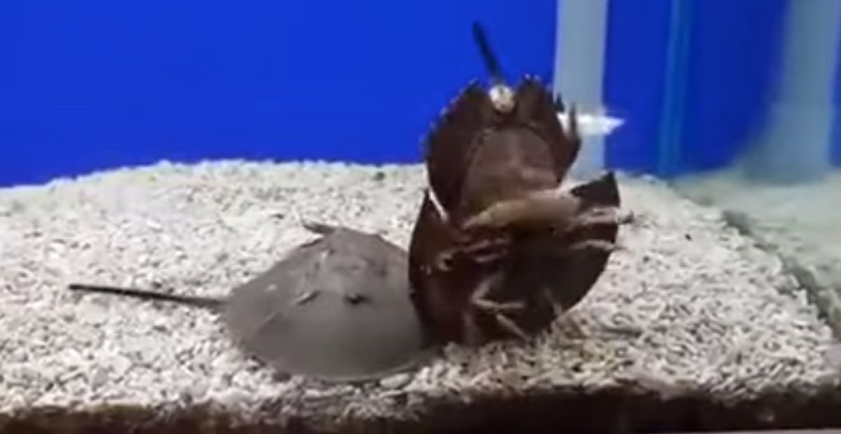 horseshoe crab