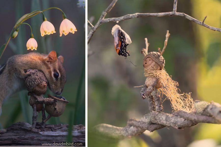acorn creatures interacting with wildlife