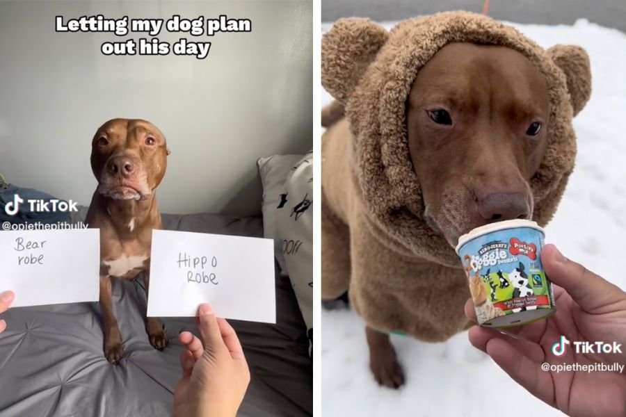 pit bull; dog videos; pick a card; tiktok; funny dog videos