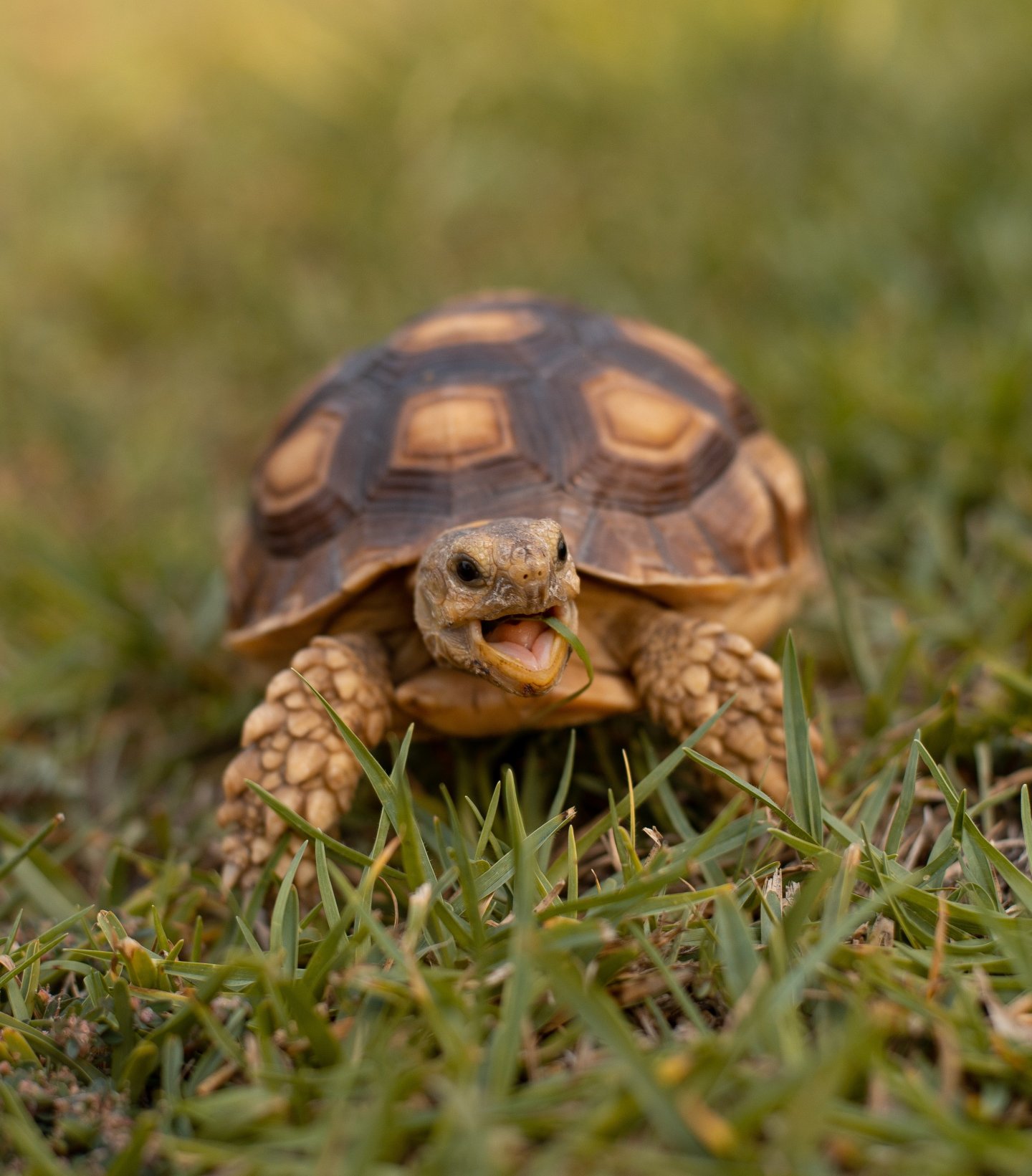 houston zoo, tortoise