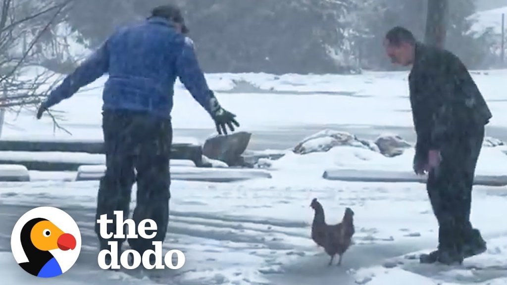 blizzard; pet chicken; the dodo; weatherman and chicken; David Neal;