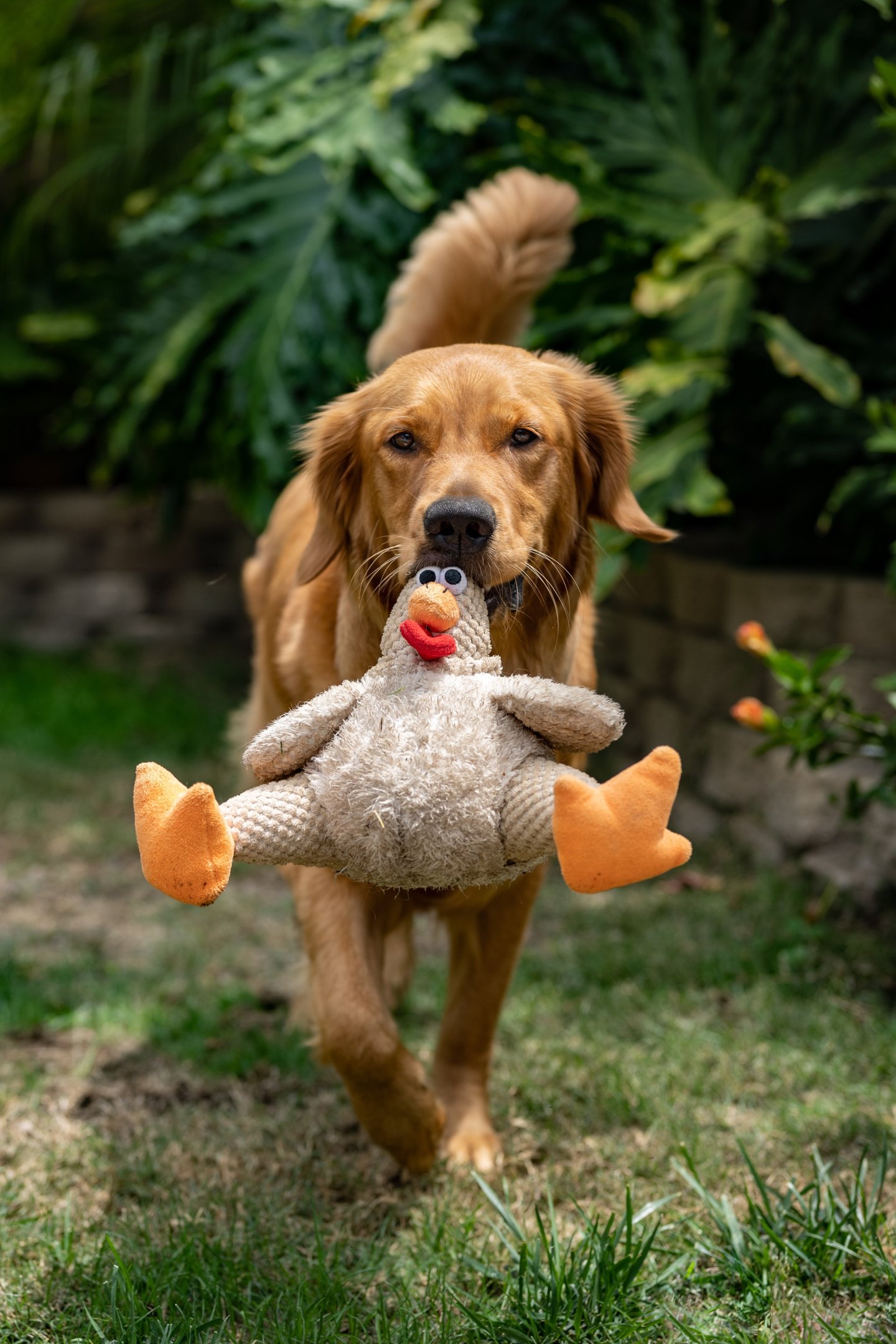 golden retriever; dog tricks; hide-and-seek; The Dodo; dog videos
