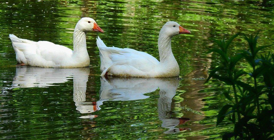 geese, riverside cemetery, love story