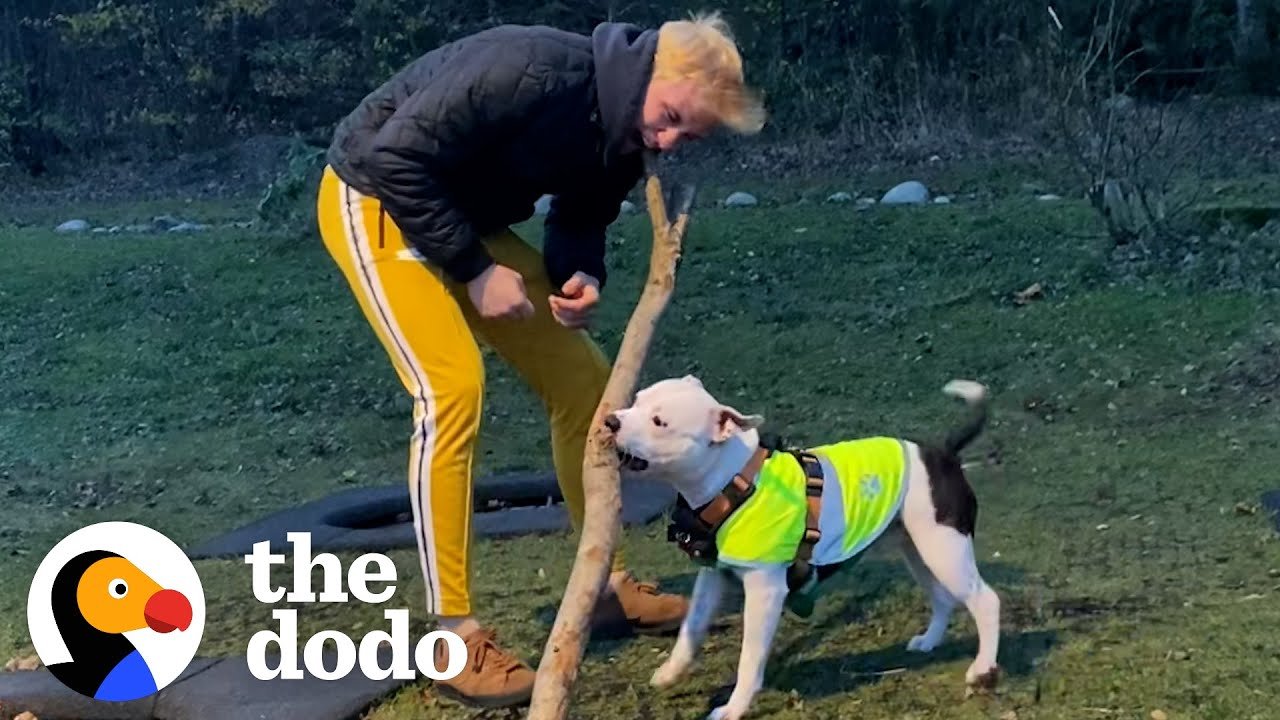 mans best friend; pets; funny dog videos; dogs