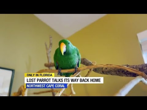 lost parrot; talking parrot; found pet; acts of kindness