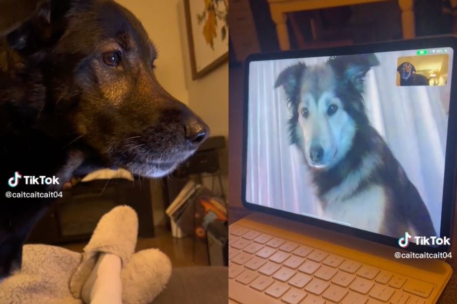 Rollo and Sadie; dog videos; TikTok; long distance relationships; wholesome videos