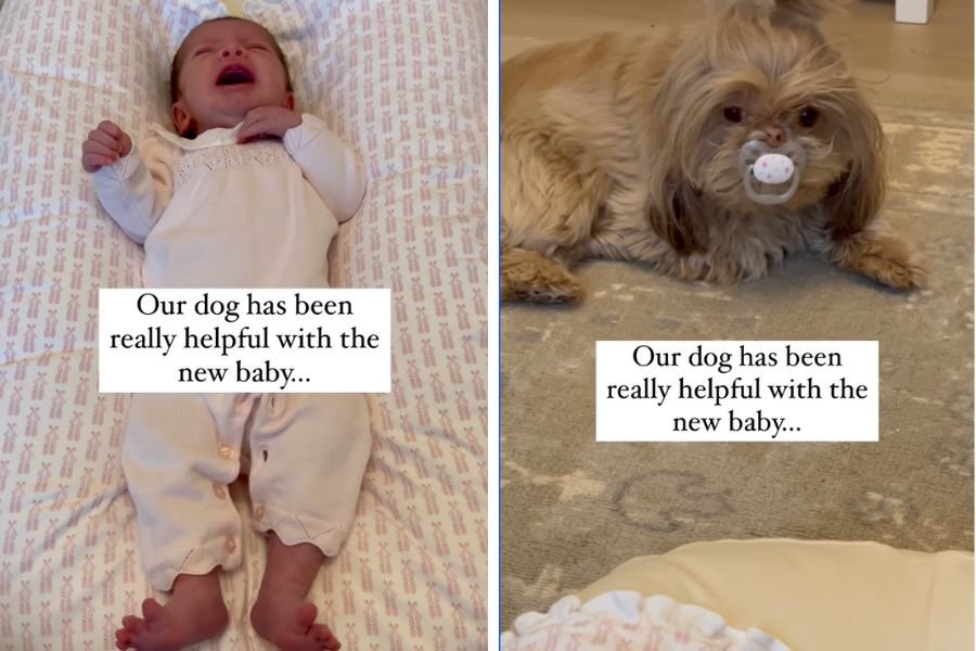 new mom; funny dog videos; motherhood; parenting; newborns