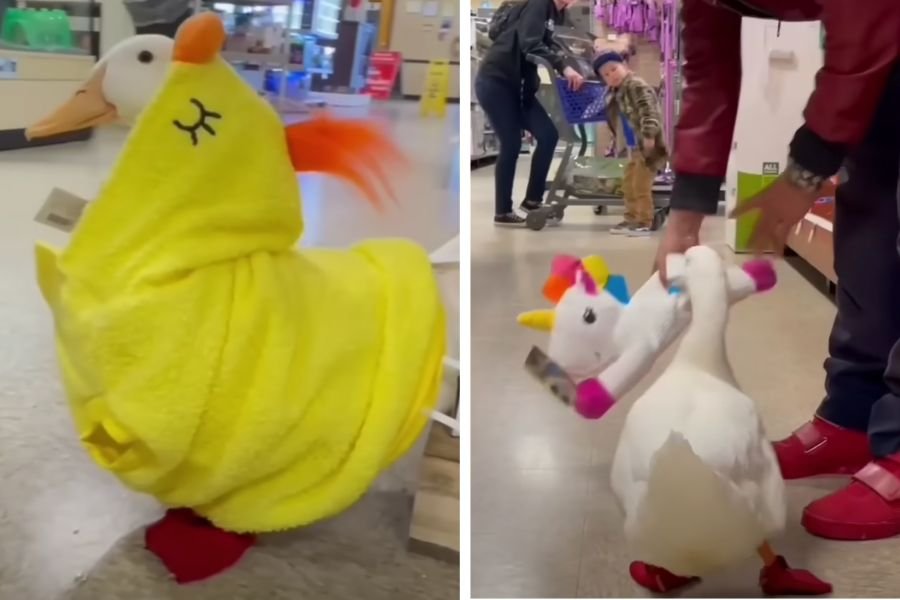 wrinkle the duck, petsmart