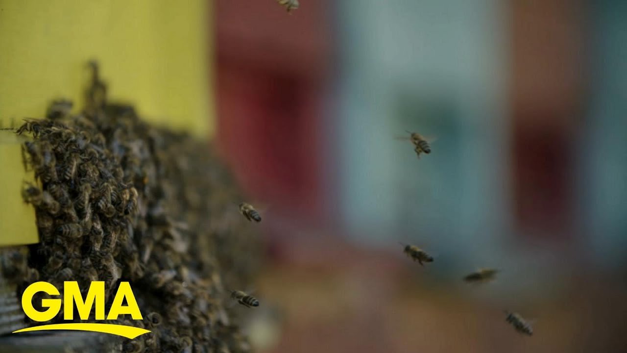 Mom stung; bees; saves children; GMA; mom stung 75 times
