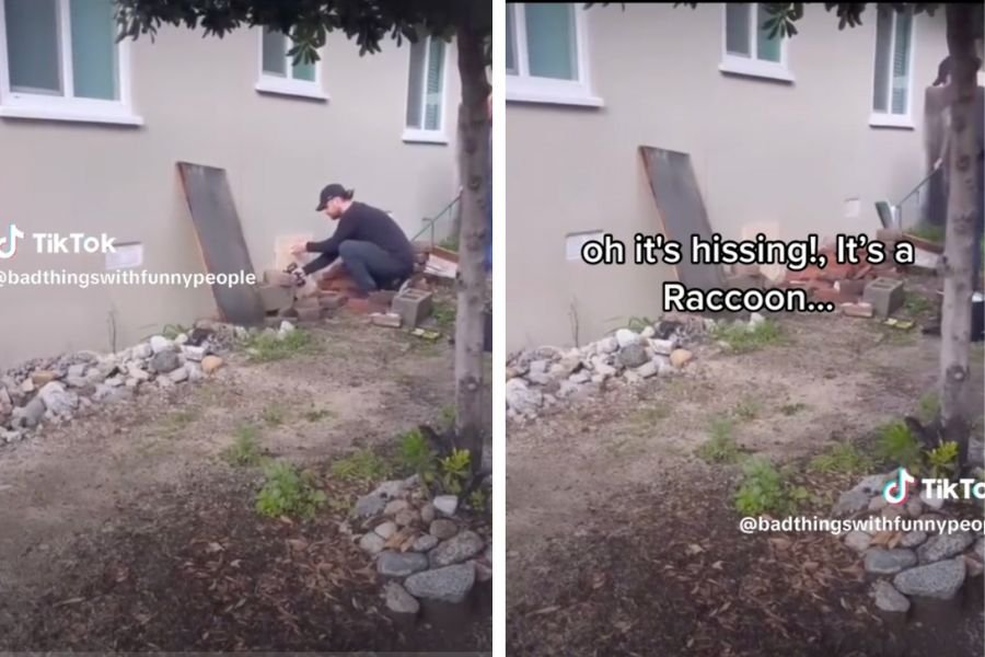 bears; bear sighting; hibernation; tiktok video