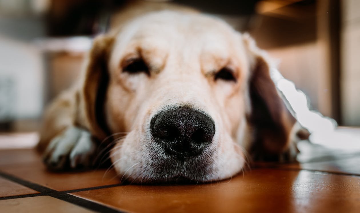 golden retriever, golden retriever puppy, sleepy dogs