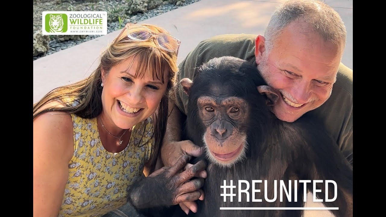 chimpanzee rescue; chimp reunited; wildlife conservation; wildlife rehabilitation