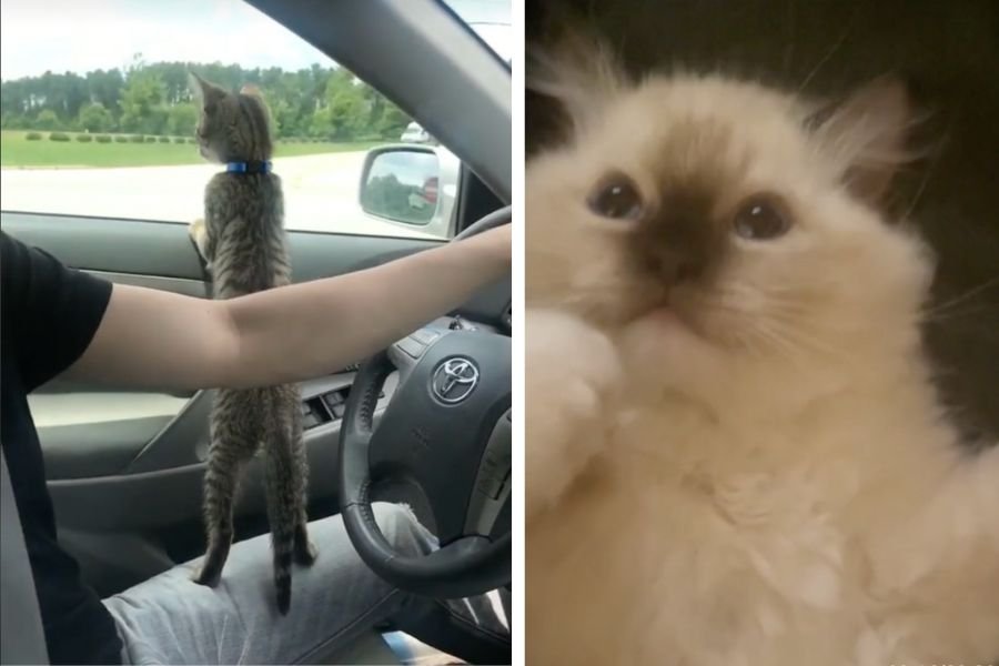 cats; cat distribution system; cat videos; funny animal videos; cat tiktok