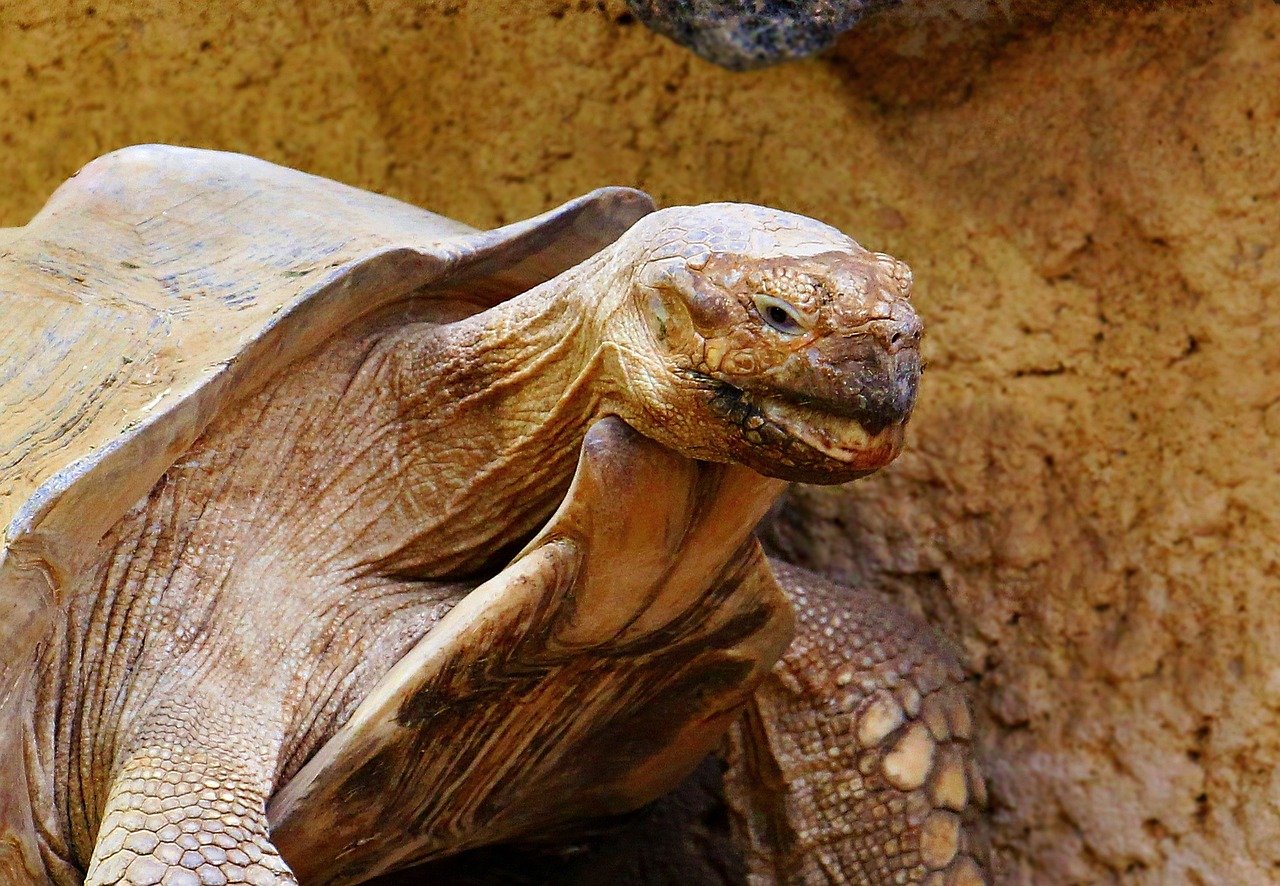tortoise, sulcatta tortoise, tortoise watermelon