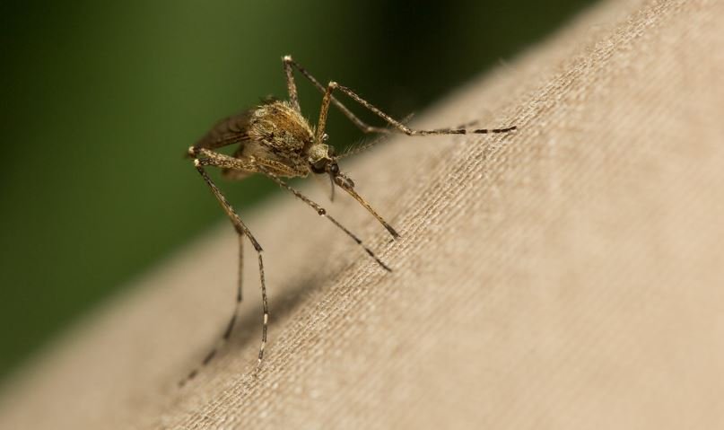 mosquito, mosquito bite, mosquito repellant