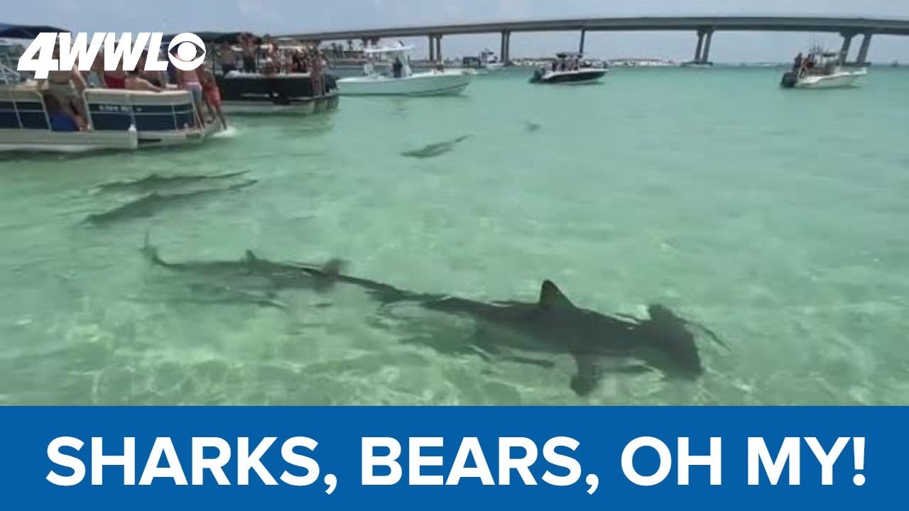 Gulf Coast; summer vacation; sharks and bear; bear on beach