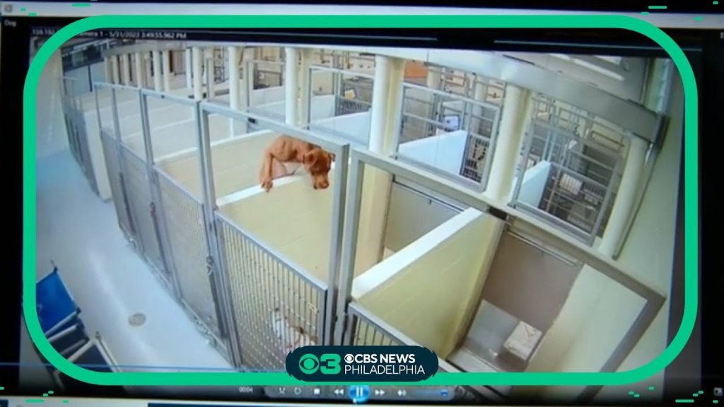 dog videos; dog rescues; adopt don't shop; animal shelters