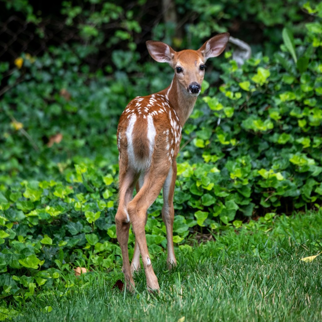 baby deer rescue; wildlife rescue; viral video; sweet animal videos