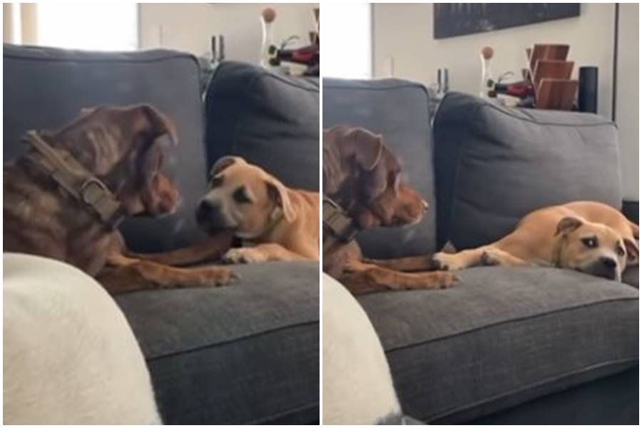 dogs, dog siblings, cute dog videos