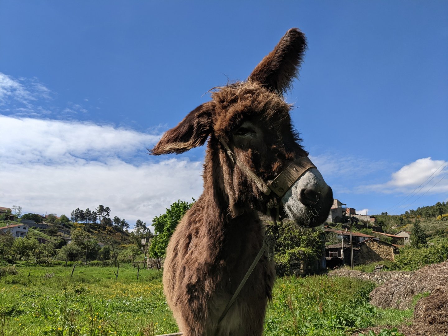 rescue donkey; funny animal videos; funny videos; rescue animals