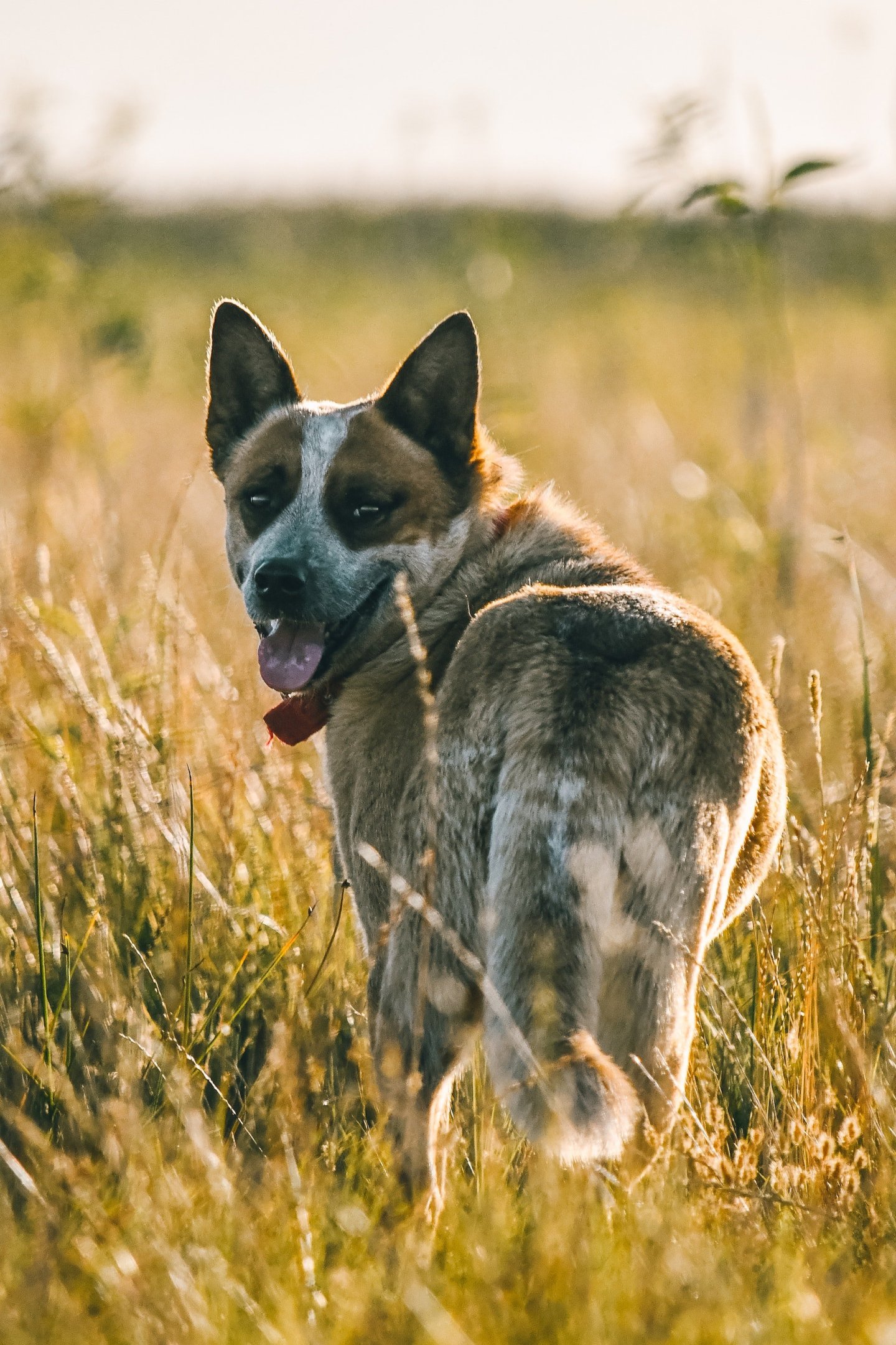 cattle dog, pepper baseball dog, athletic dogs