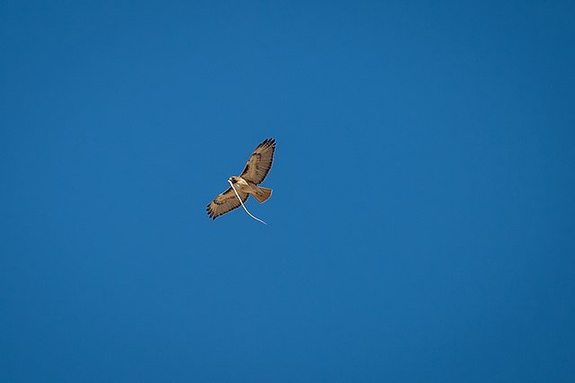 hawk carrying snake