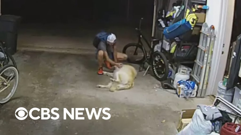 funny dog videos; viral videos; san diego bike thief; thief pets dog