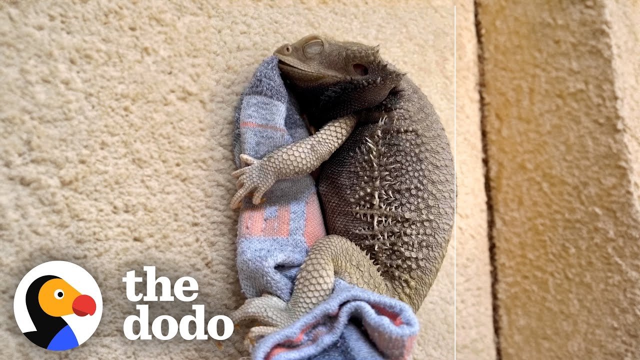 bearded dragon; the dodo; pets; viral pet videos; funny pet videos