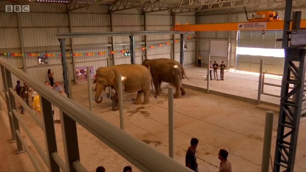 Wildlife, refuge, elephants, India