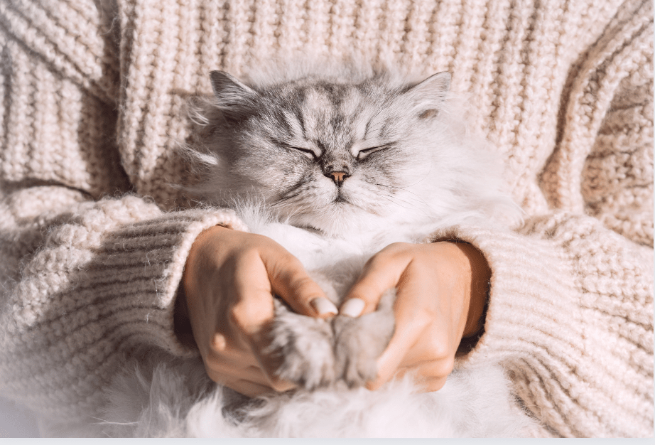 cats, cat research, cat psychology, pets