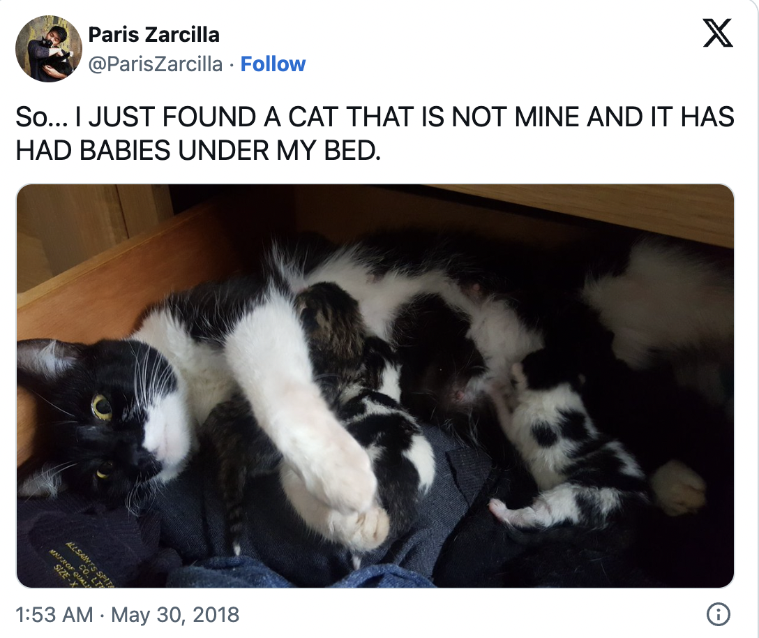 cats, cat distribution